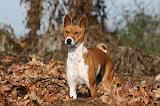 BASENJI 048